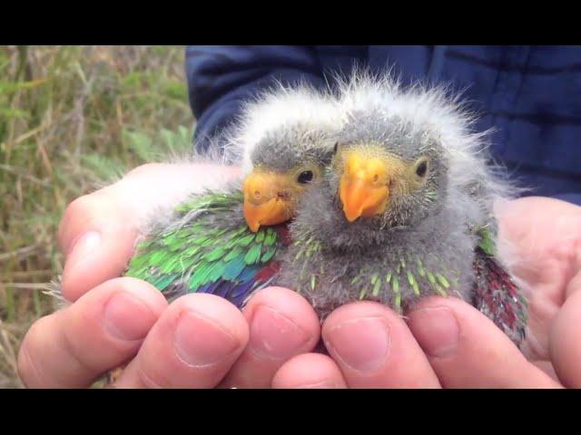 Tasmania's swift parrot set to follow the dodo