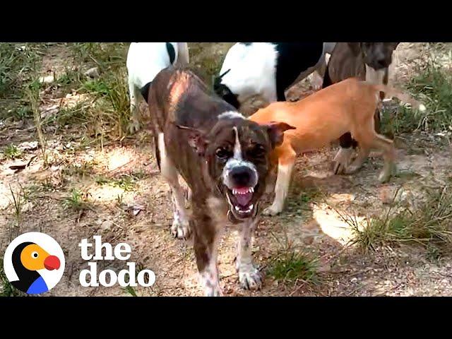 Mama Dog Who Wouldn't Let Anyone Near Babies Finally Gets Rescued | The Dodo