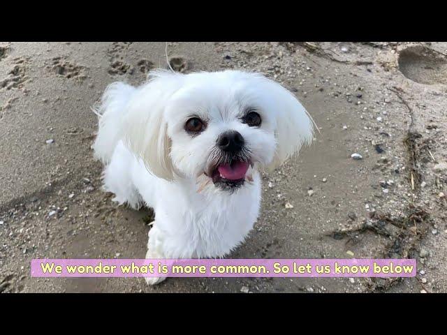 ARE ALL MALTESE PUPPIES LIKE THIS? 