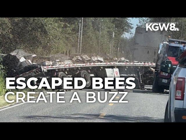 250 million bees unleased after semitruck overturns near Canadian border in Washington