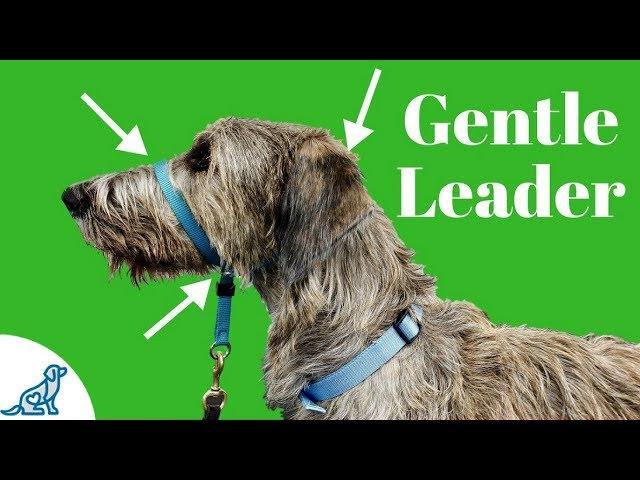 How To Use A Gentle Leader Head Collar - Professional Dog Training Tips