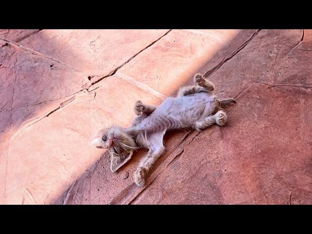 emaciated stray cat hadn’t eaten for three days and was gently lifted by warm hands as it lay dying.