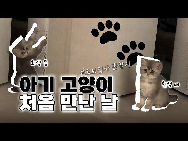 Vlogㅣ아기고양이와 초보집사의 첫 만남ㅣ일상 브이로그ㅣ하루만에 애교냥이?ㅣ아깽이와 친해지기