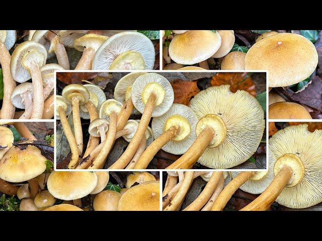 Hallimasch Verwechslung & Zubereitung | Honiggelber Hallimasch, Honigpilz | Armillaria mellea