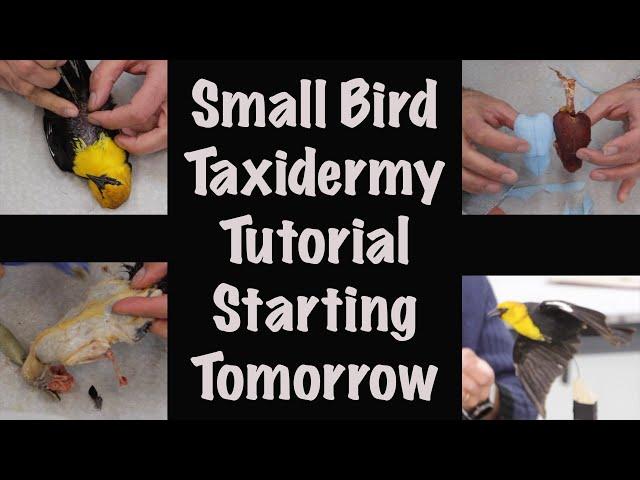 Small bird Taxidermy full tutorial. Starting tomorrow.