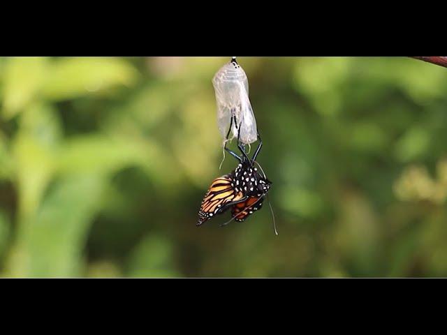 Monarch Butterfly Life Cycle