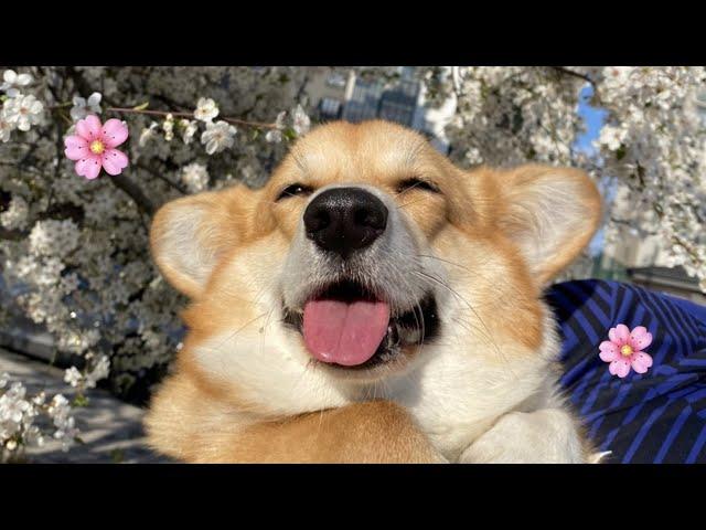 HAPPY CORGI| Morning walk with Maggie the Corgi