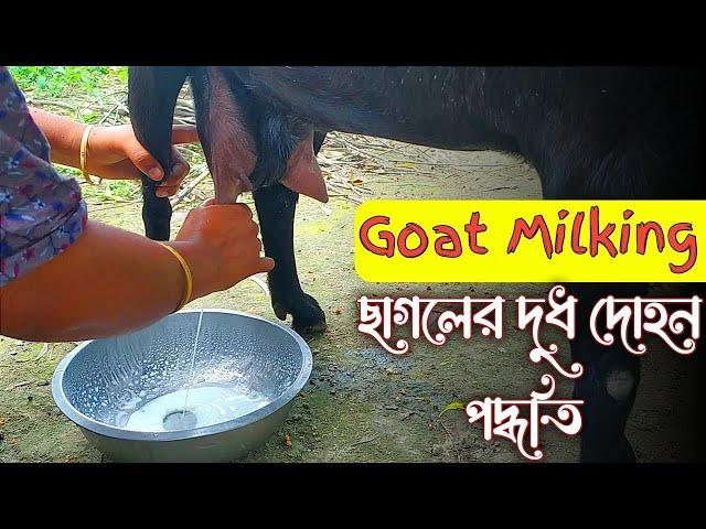 Village woman Goat milking by hand | Goat milking video | Uncover village