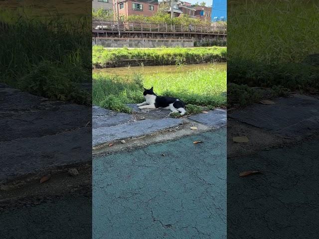 #요람 #구름 #하늘 #여행 #휴식 #고양이 #가을 #sky #cat #travel #fall #autumn #우이천 #강북 #korea