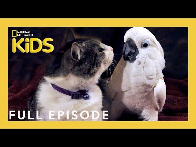 Unlikely Animal Friends Full Episode  | The Tale of a Cockatoo and the Kitty Cat | @natgeokids