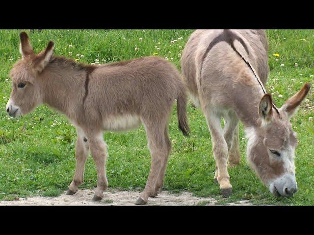 Miniature donkeys may be the cutest livestock we've ever seen