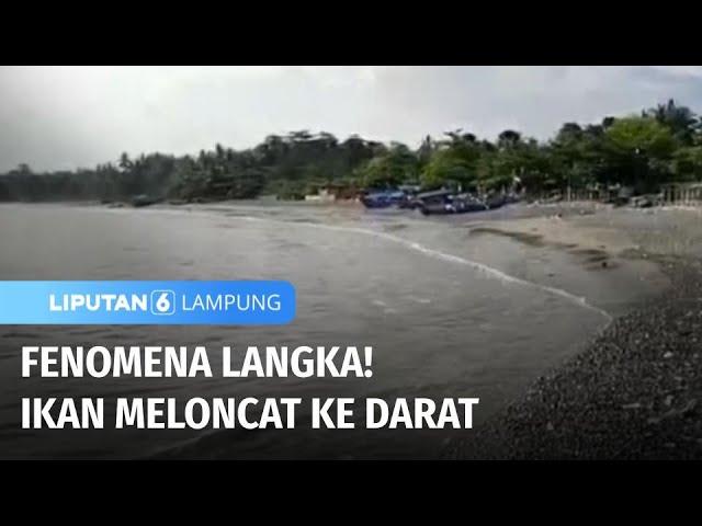 Unik! Warga Kerubuti Ikan yang Loncat ke Darat Akibat Pancaroba | Liputan 6 Lampung