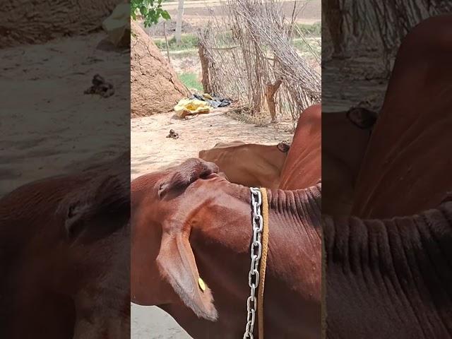 Roti hak di khiye v paave boot palsha kriye