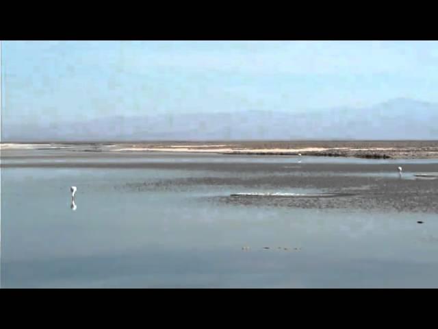 Flying Flamingos at Chaxa Lake, Chile (31.01.11)