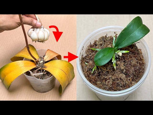 Garlic revives all rotten orchids in this easy way