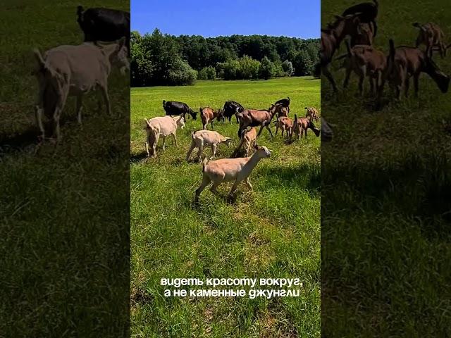 Ради чего мы  уехали жить на глухой хуторок? Мой блог -  эстетика деревни. Подписывайся! #деревня