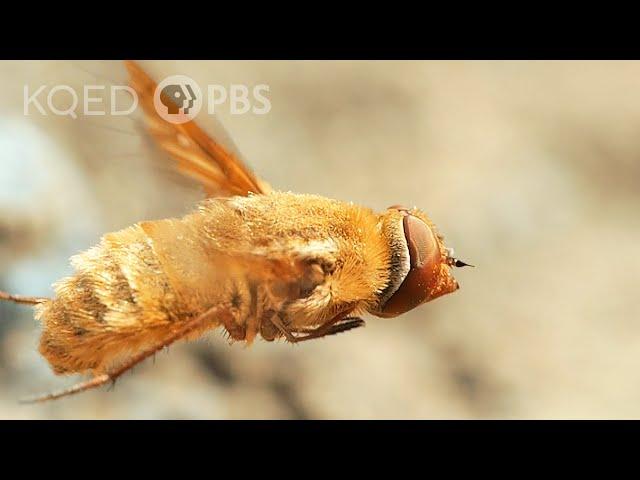 This Fly Torpedoes a Bindweed Bee’s Nest | Deep Look