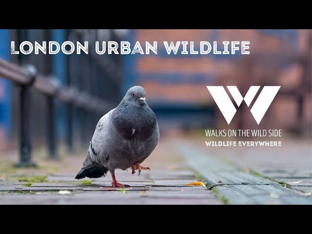 Wildlife Everywhere: Urban Wildlife in London