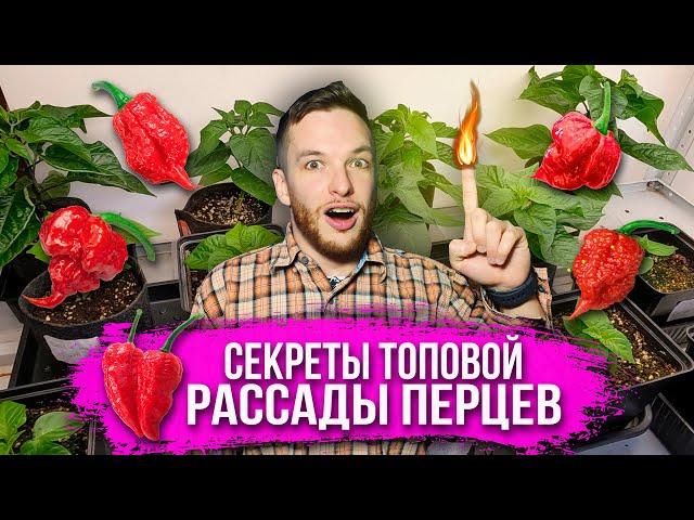 Вегетация острого перца Carolina Reaper, Chocolate Habanero, Sugar Rush прямо из семечек