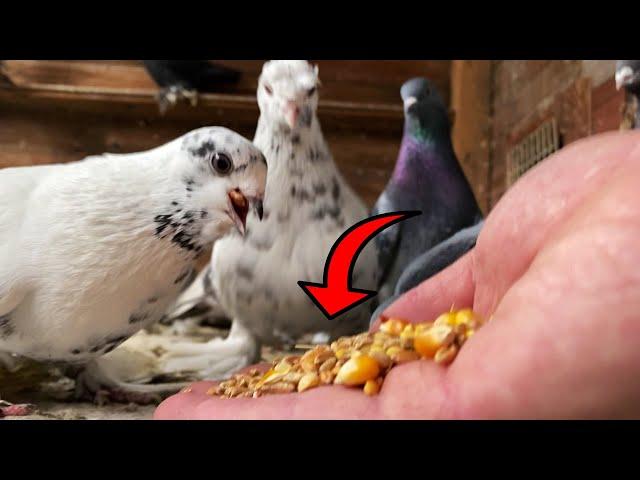 Как приучить Голубей к рукам?