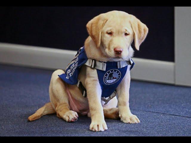 Aroostook County courthouse facility pup