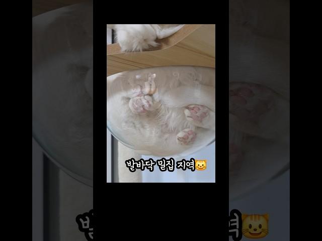 발바닥 밀집지역                                    #고양이 #고양이일상 #고양이웃긴영상 #귀여운고양이 #내이름은김설기