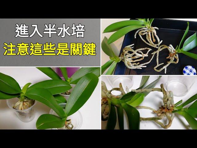 水培蘭花（2）什麼是半水培？蝴蝶蘭半水培要注意的是什麼？6/5/2022