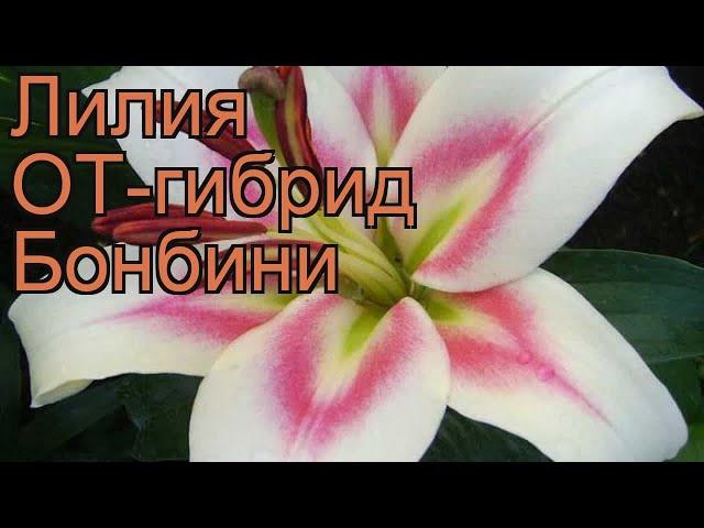 Лилия от-гибрид Бонбини (lilium ot hybrid bonbini)  обзор: как сажать, луковицы лилии Бонбини