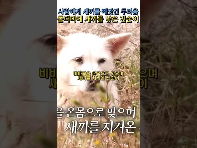 첫 출산때 새끼들을 사람들에게 빼앗긴 두려움에 두번째 출산을 돌더미에 낳은 진순이#양소영심리상담센터 #강남심리상담센터 #웩슬러지능검사 #풀배터리검사 #adhd #감동 #강아지영상