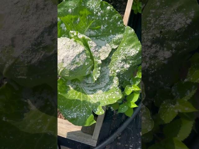 Cabbage worm problems? #cabbage #gardeningtips #spring #brassicas #pestcontrol #organicfarming