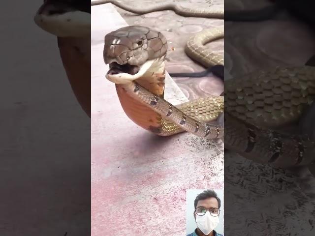 viral snake video ||  #shorts #shortfeed #short