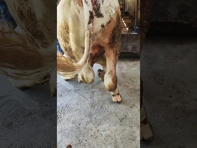 Мол катик зарба билан йикилиш окибати! #cow #bullfarm #farmingtraditions