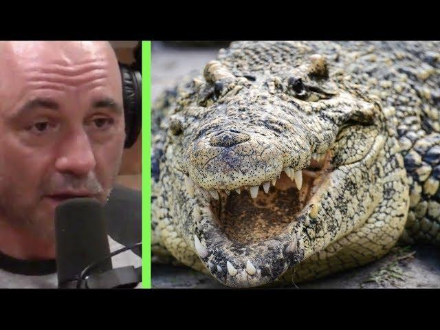 Joe Rogan - The Everglades are a Redneck Jurassic Park