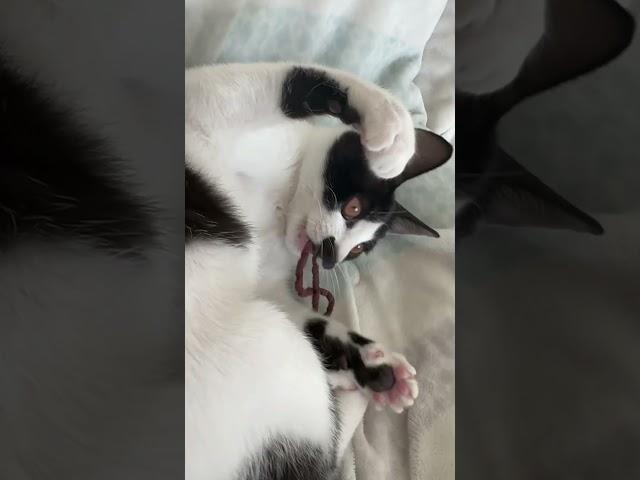 머리끈 도둑 고양이 코코