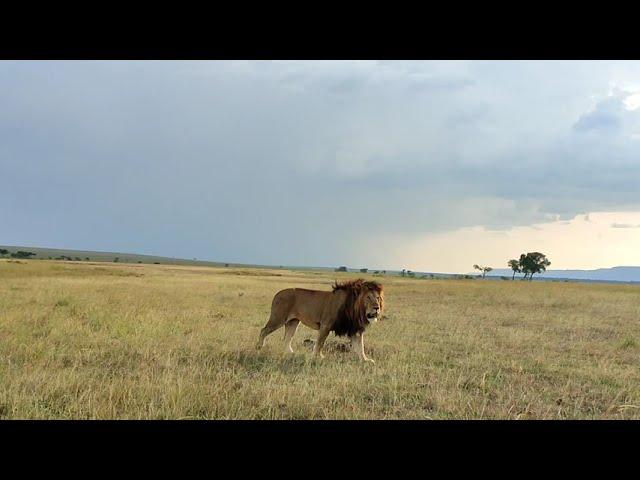 Iconic male lion of the famous Marsh Pride, Masai Mara.