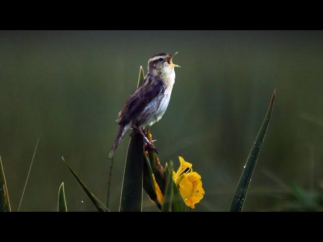 Aquatic warbler in the wild | Film Studio Aves