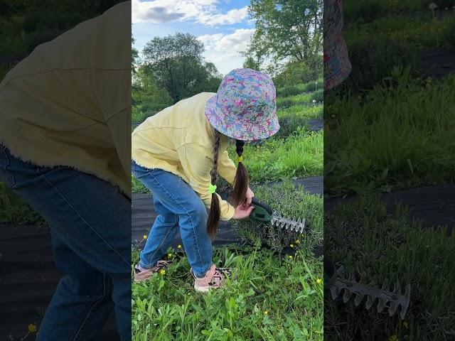 Жодного куща та дитини не постраждали))) #лаванда #farming #nature #gardening