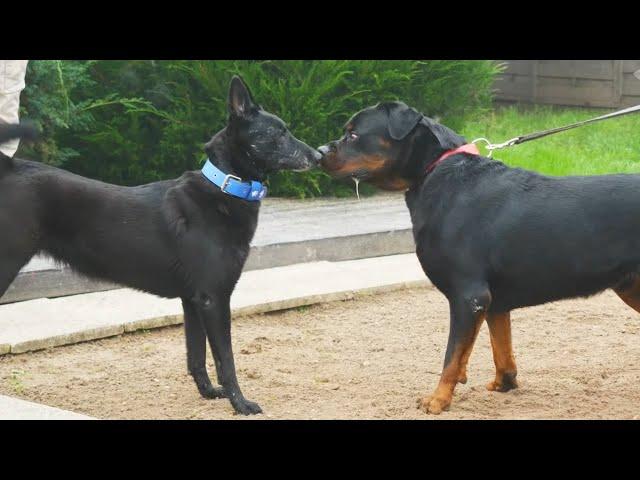 Rottweiler Impressionnant est le diable incarné ?