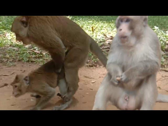 monkey in love - Funny Monkey - Monkey- Love - Animal - Best Monkey -Monkey Video