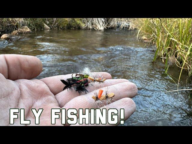 Dry Fly Fishing for Cutthroat Trout!