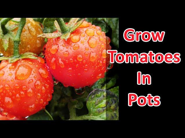 Growing Tomatoes In Pots And Containers