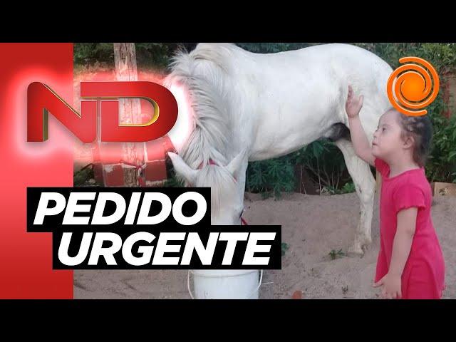 Robaron a “Lobito”, el caballo de equinoterapia de una nena con Síndrome de Down