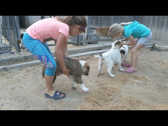 Alabai puppies at 7 weeks old of CH Ali Aladja Tibul and CH Panda.