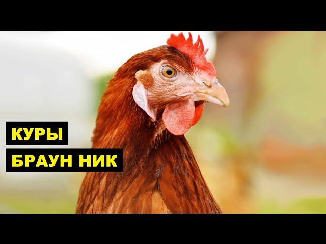 Разведение породы кур Браун Ник как бизнес идея | Птицеводство | Куры Браун Ник