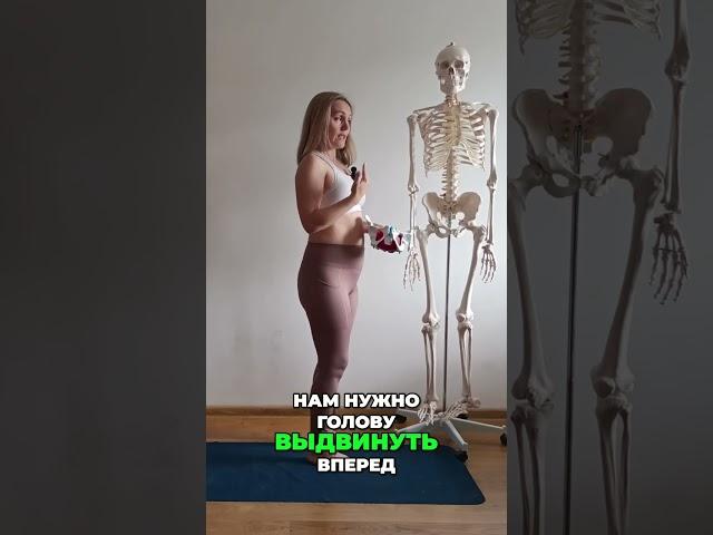 Диафрагма: Главный Регулятор Жизни и Дыхания | Анатомия