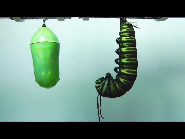 Monarch Butterfly Metamorphosis time-lapse FYV