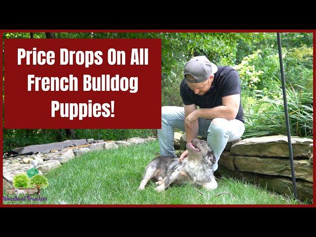 Price Drops On All French Bulldog Puppies! Don't Miss Out!