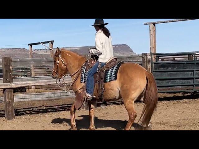 Black and white makes a horse light. How to get your horses more responsive.