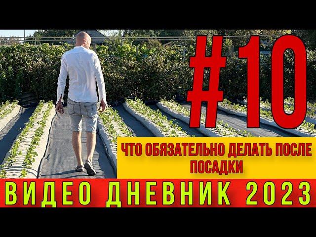 Что обязательно делать после посадки клубники.Видео дневник ЧАСТЬ #10