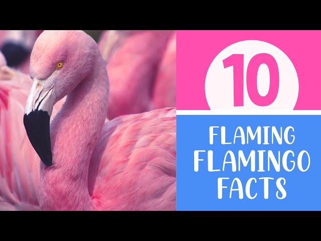 10 Flaming Flamingo Facts